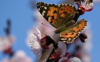 Spring Arrives in Pristina with Beautiful Blossoms
